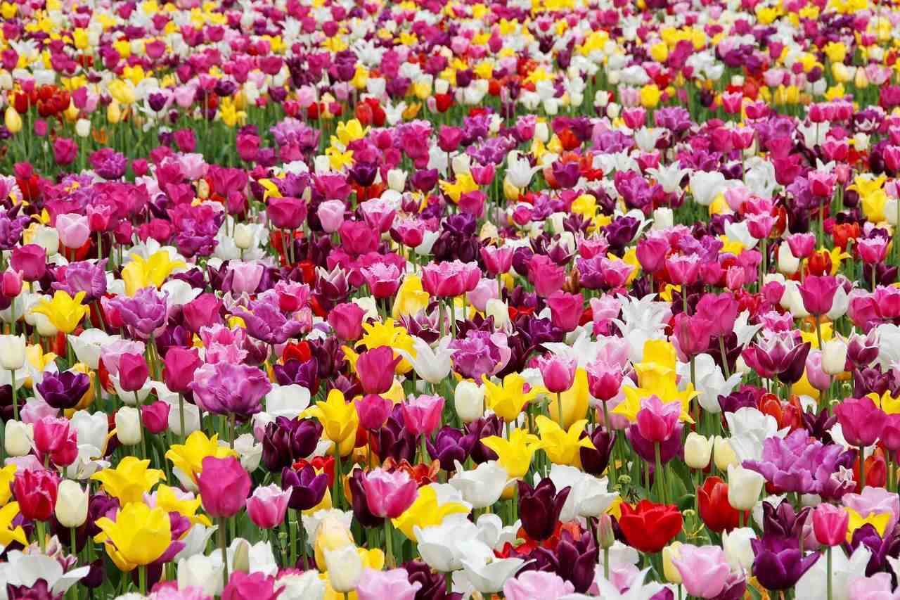 tulipes, fleurs, champ de tulipes