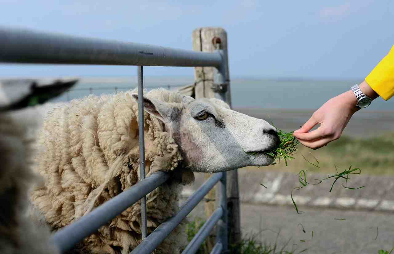 moutons, texel, holland