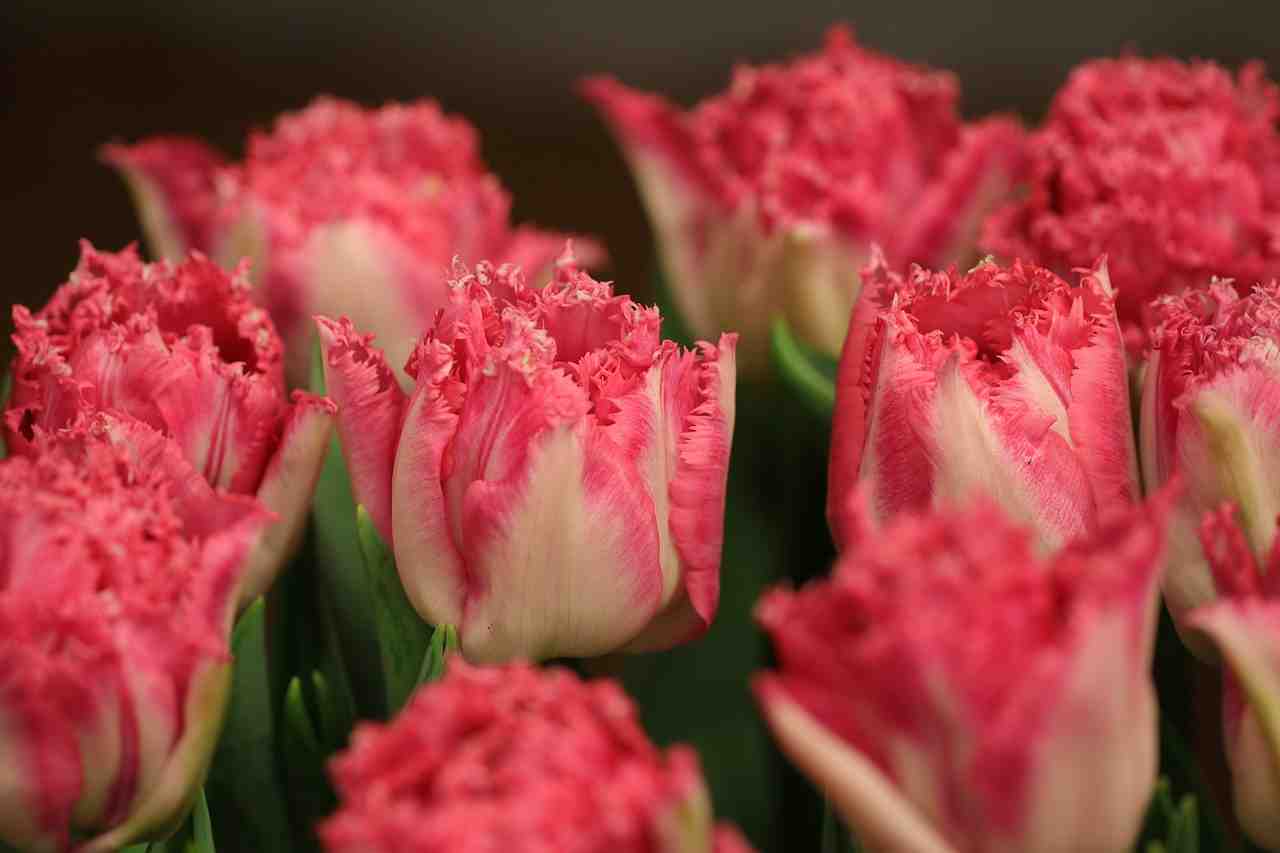 tulipes, tulip, fleurs